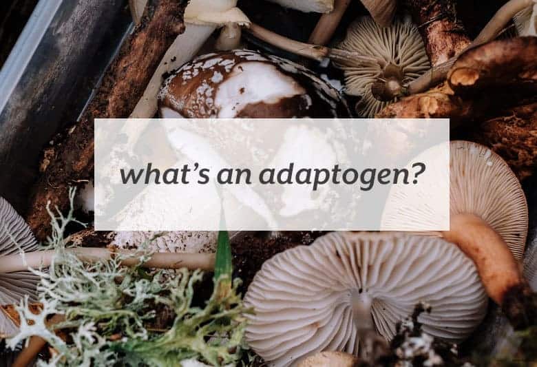What these superfoods are and how you can use it in your diet. | What's an Adaptogen? from small-eats.com